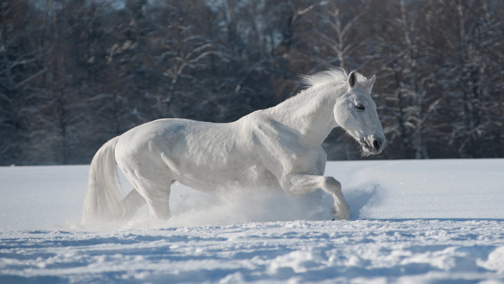 White Horses in Winter Wonderland