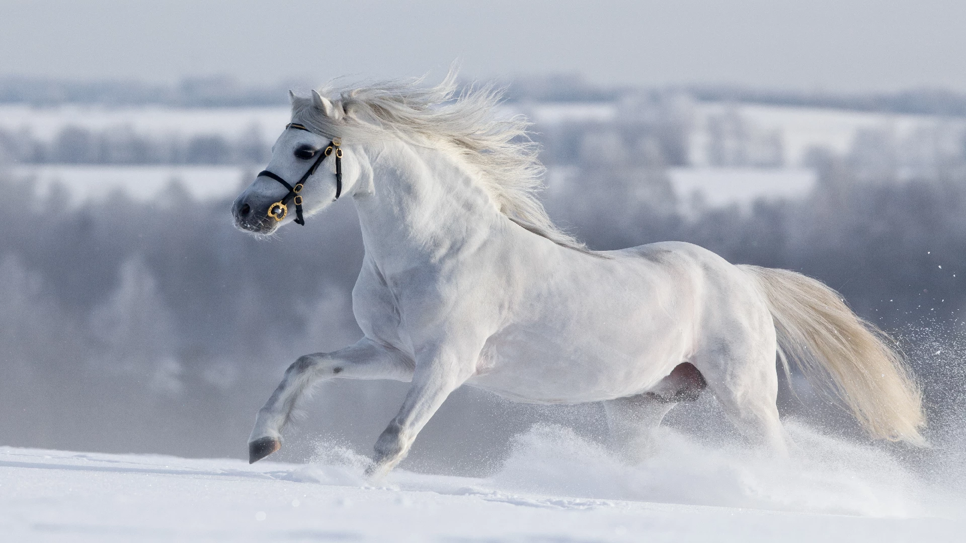 White Horses in Winter Wonderland