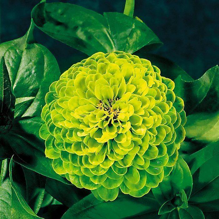 Zinniaenvy Parkseed