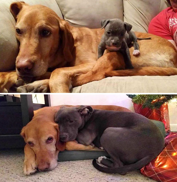 Cute Pictures of Animals with Their Best Friends