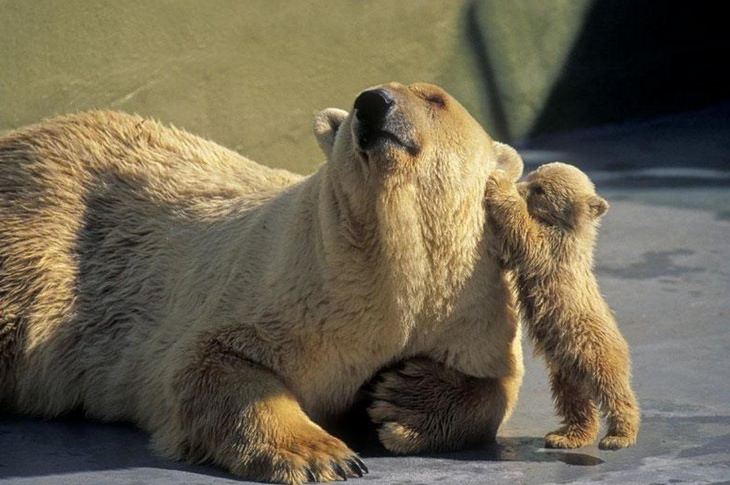funny annoyed animals: bear cub touches adult bear's ear