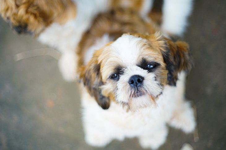 Teddy Bear Dog Breeds,  Shorkies