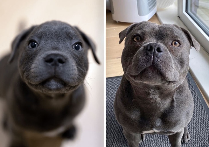 cute puppies before and after grown