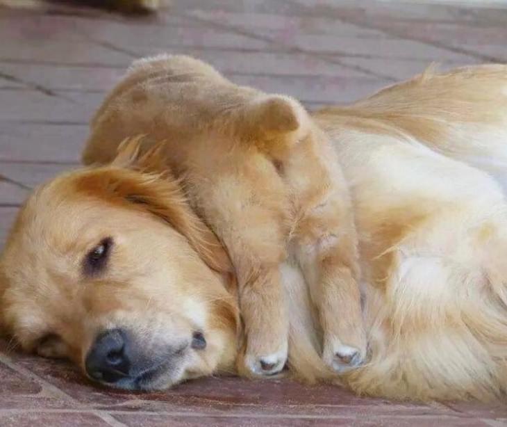 funny annoyed animals: labrador puppy sleeps on mother's head