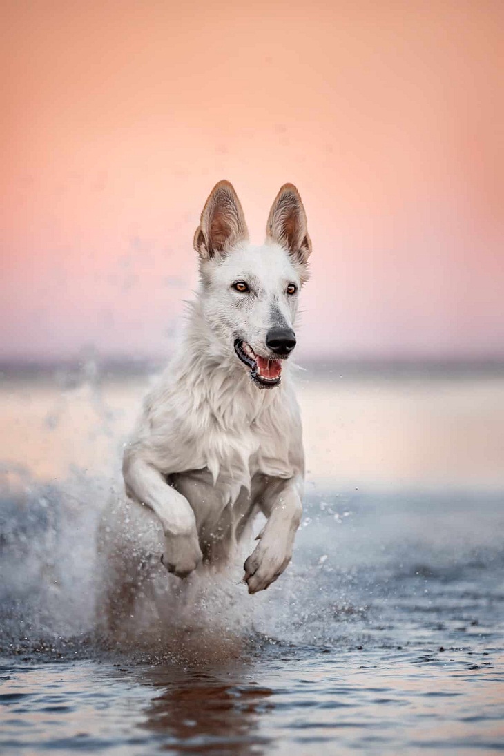 2023 International Pet Photography Awards,