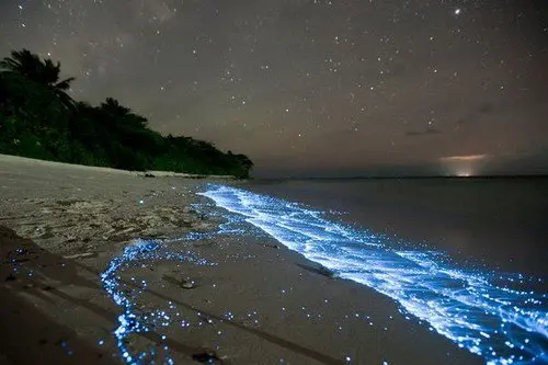 amazing-nature-bioluminescence-maldives