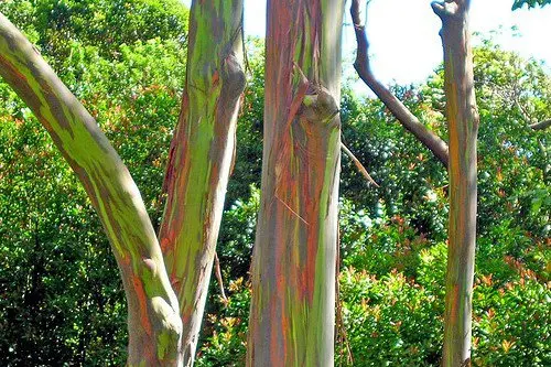 amazing-nature-hawaii-rainbow-eucalyptus