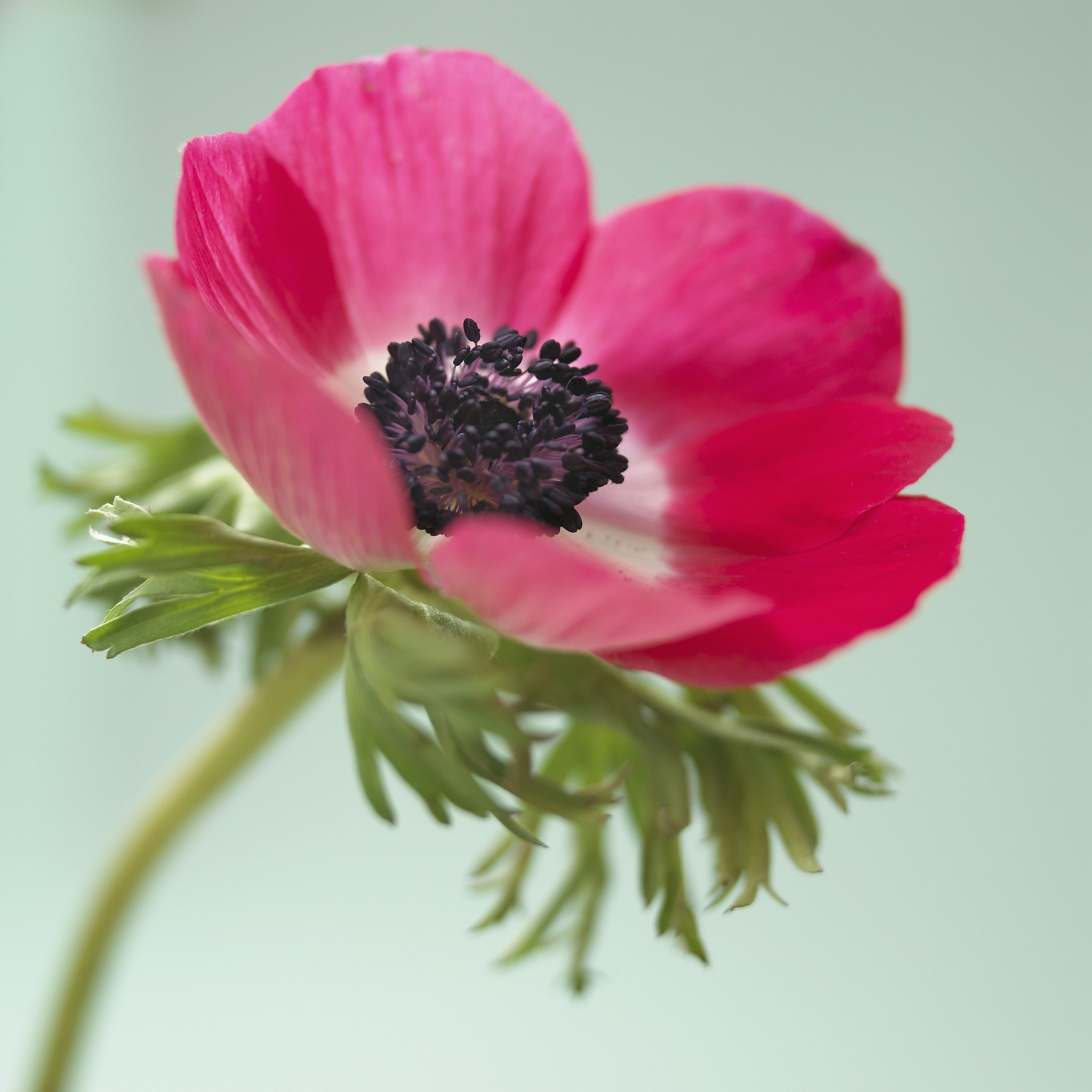 anemone