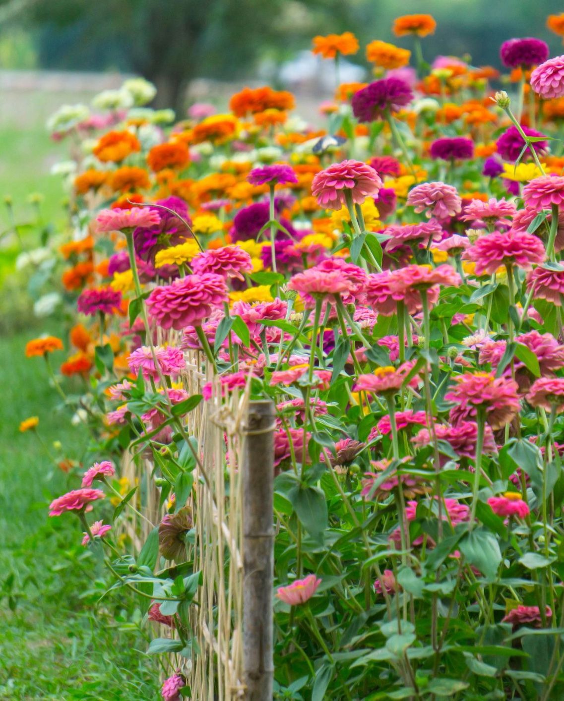 pink, red, orange, yellow and violet zinnias, an annual plant, blooming in an open country garden behind a short wood fence