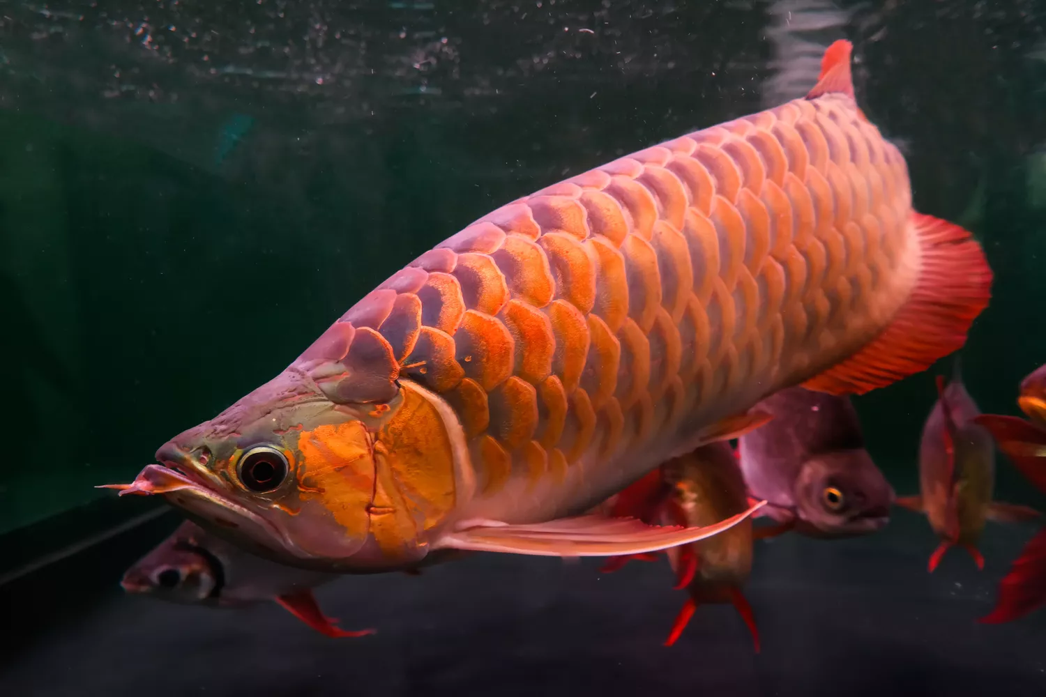 Arowana fish