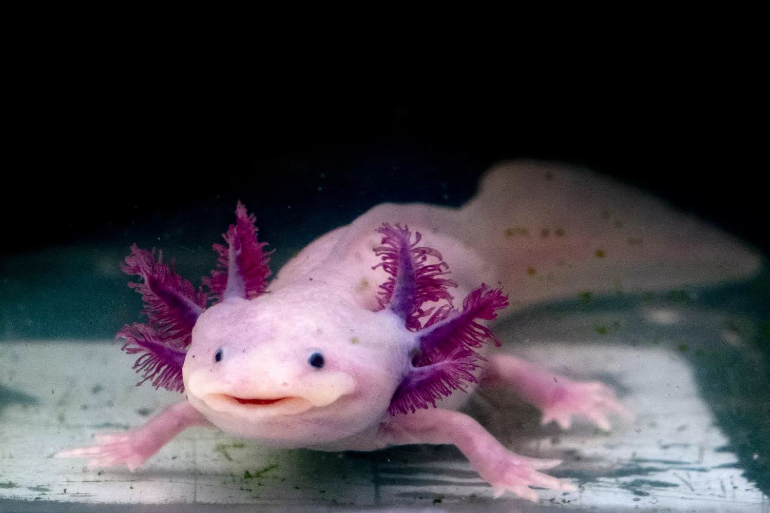 axolotl mexican salamander portrait underwater