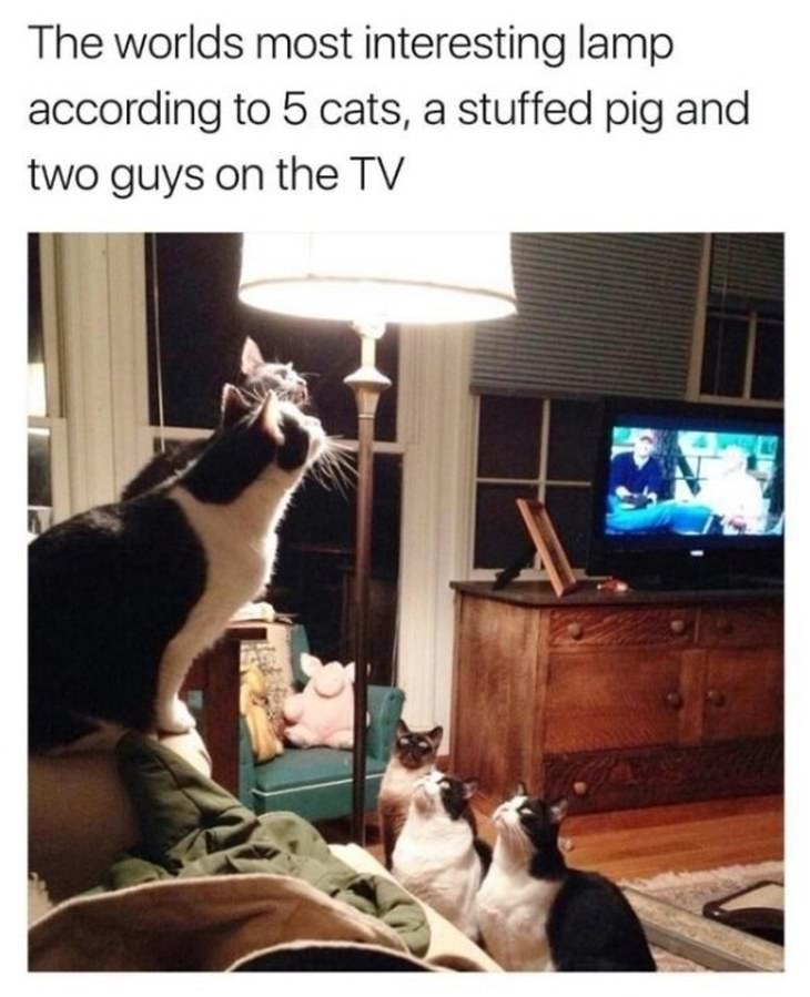 Funny Cats