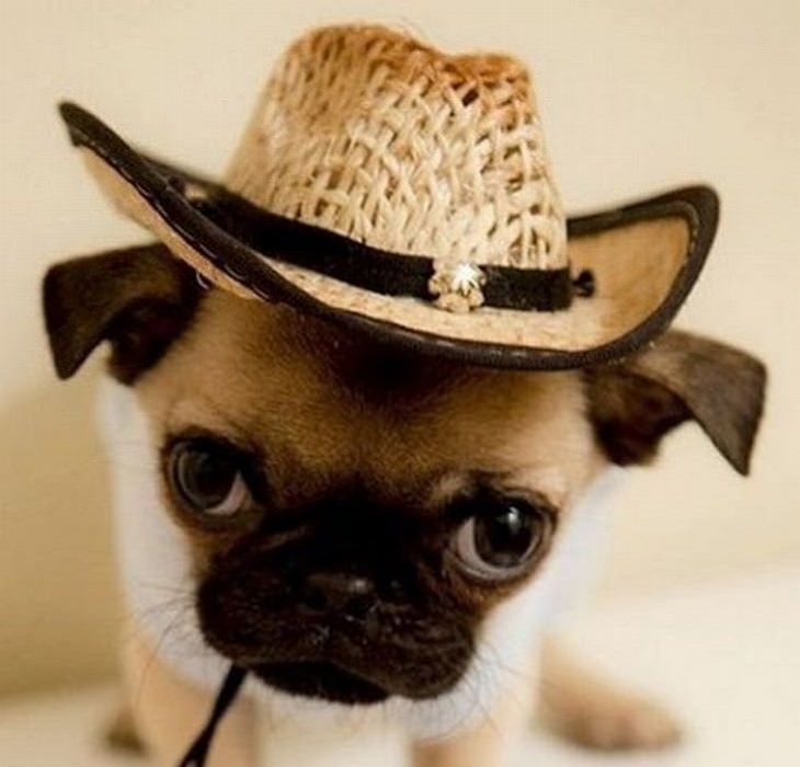 cute animals with hats