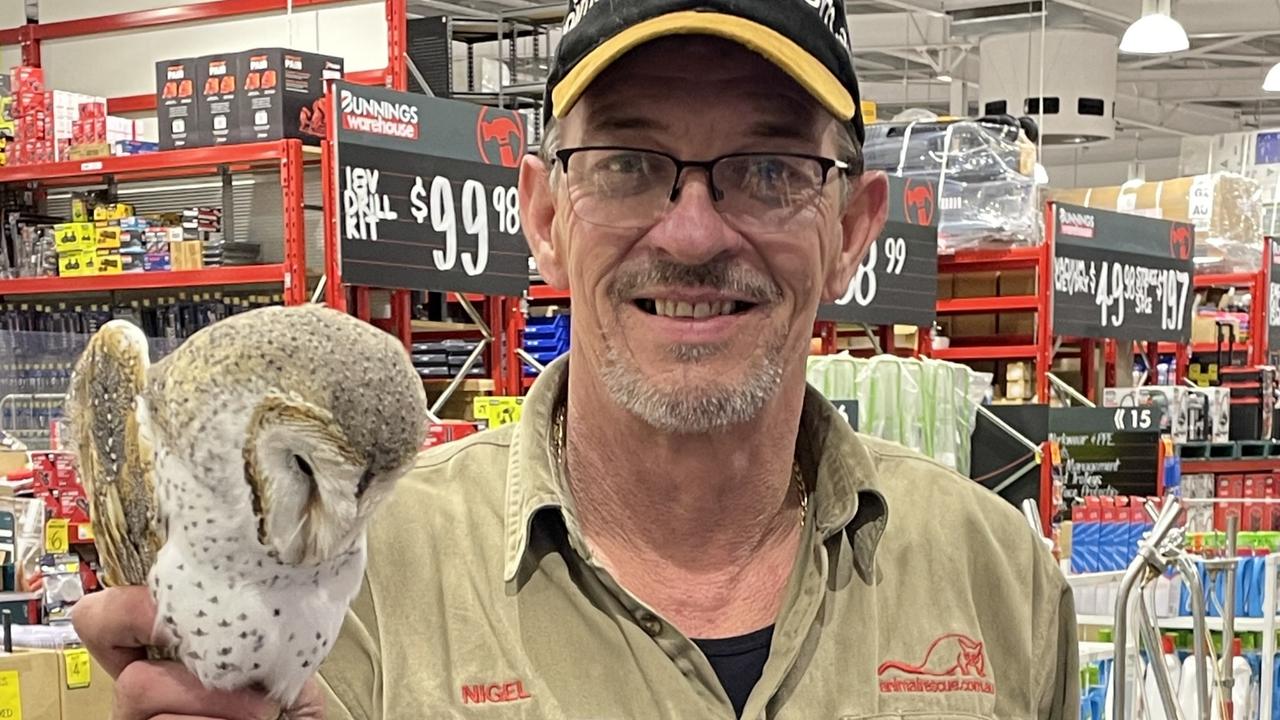 Hungry barn owl’s Bunnings rescue