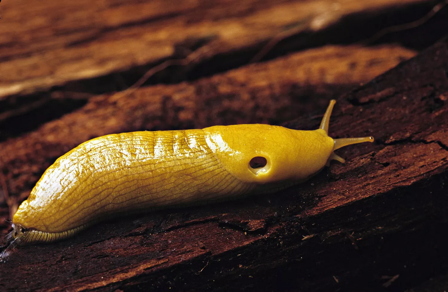 banana slug crawling on wood