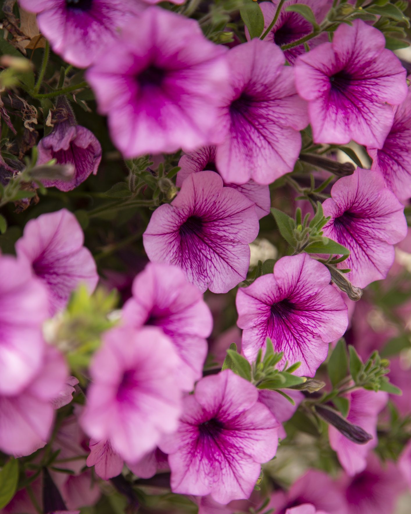 petunia, an annual flowering plant with profuse trumpet shaped blooms