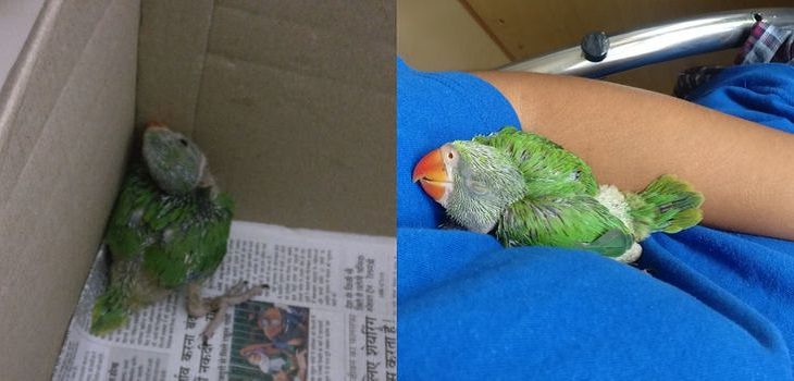 Relaxing Animals, baby parrot