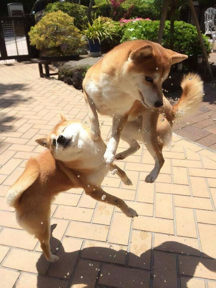 Shiba Inu funny photos