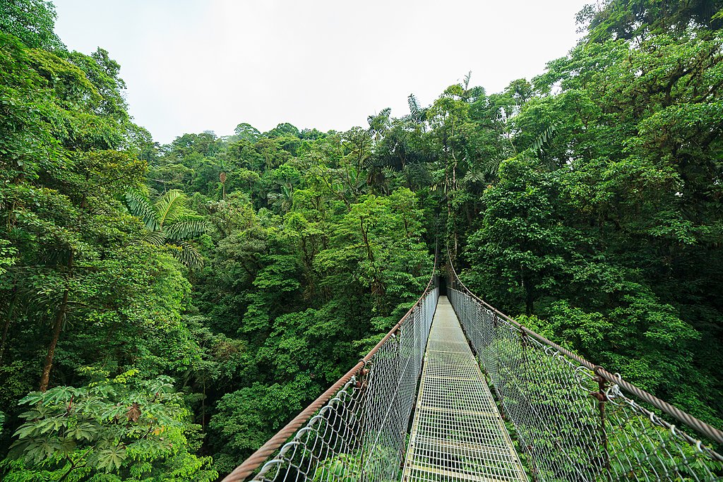 jungle, Top 10 Most Beautiful Jungles of the World (Updated 2021), Phenomenal Place