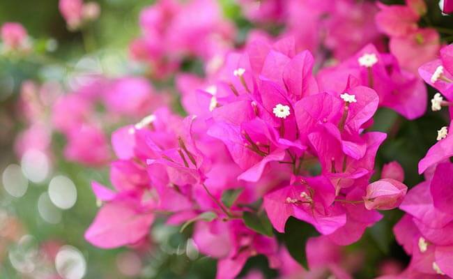 Bougainvillea Bloom All Year