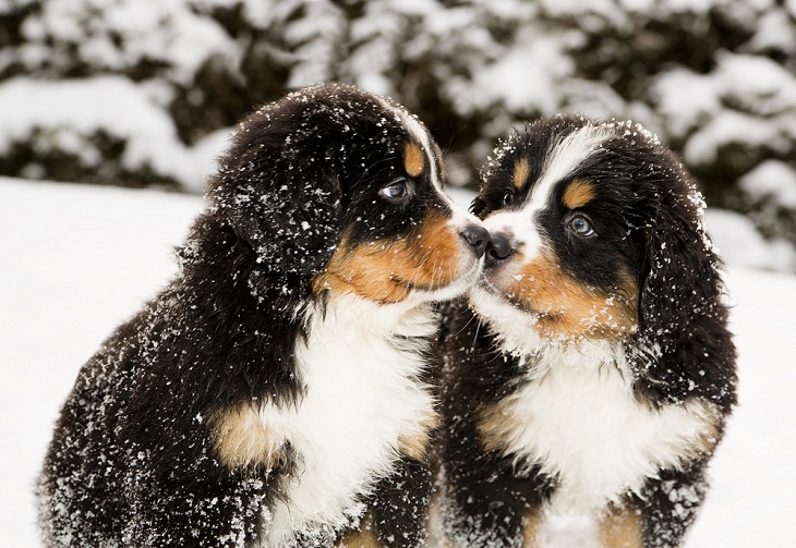 Teddy Bear Dog Breeds, bernese Mountain Dog