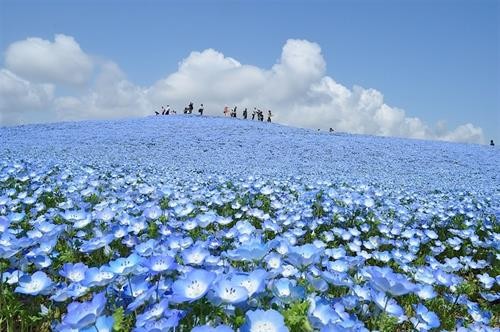 Với diện tích 190 ha, công viên có hoa nở quanh năm. Đặc biệt nhất trong công viên là loài hoa Nemophila màu xanh dương với 4,5 triệu cây nở đồng loạt vào mùa xuân, đẹp mướt mát như bầu trời dưới mặt đất. (Ảnh: Funtriip)