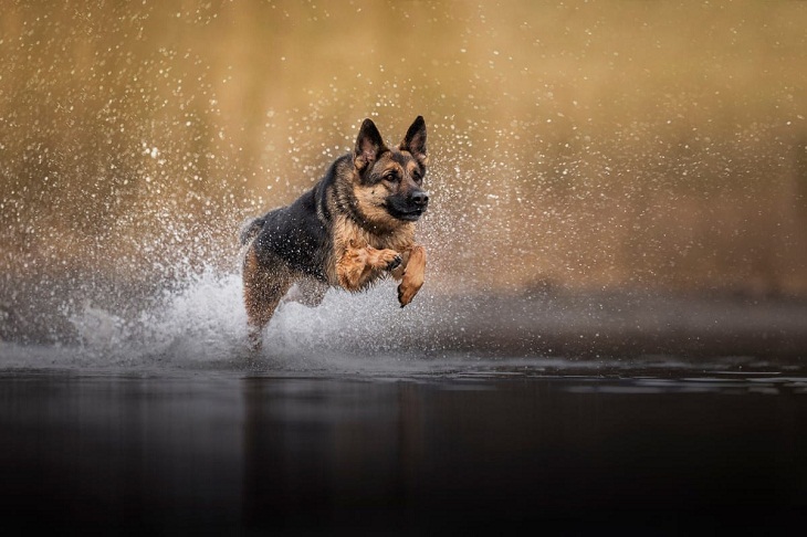 2023 International Pet Photography Awards,