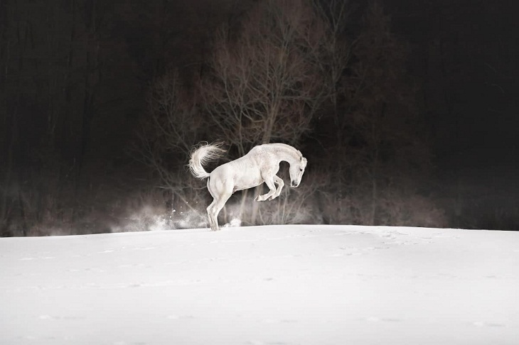 2023 International Pet Photography Awards,