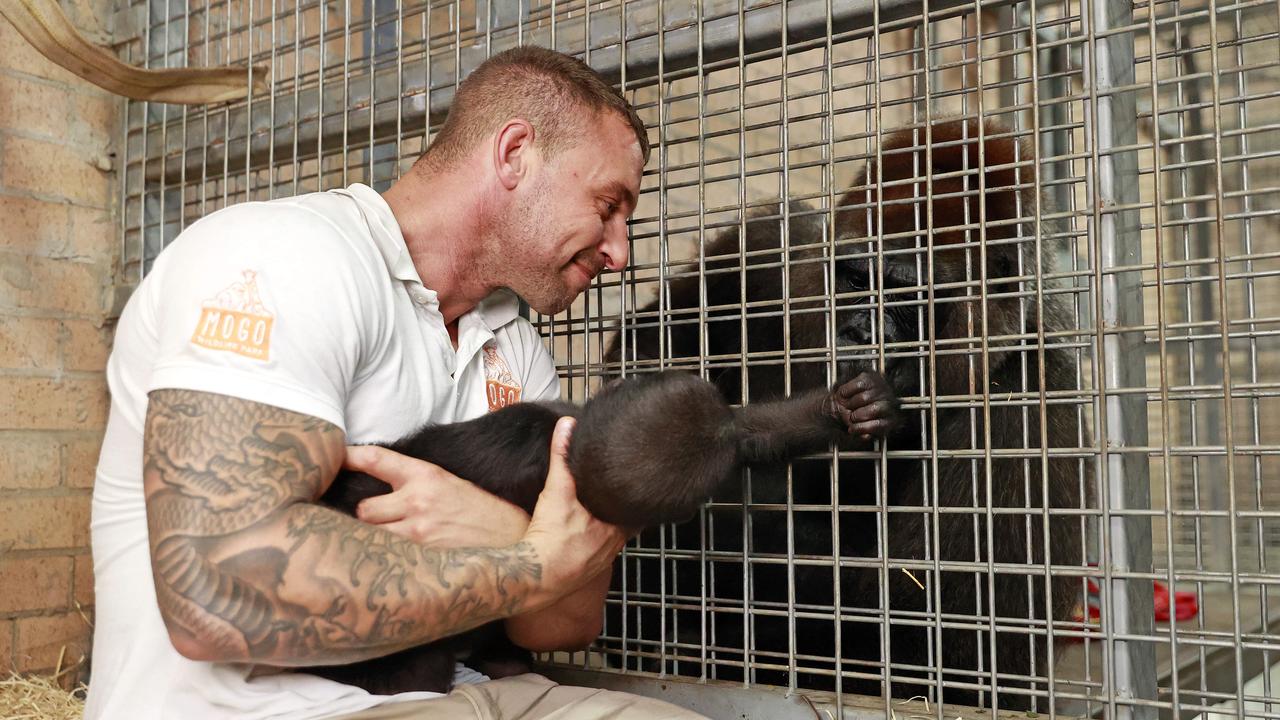 Kaius spent months bonding with his aunt through the mesh before being given to her as an adopted son. Picture: Tim Hunter