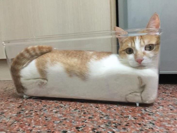 Liquid Cats