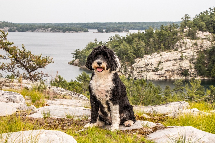 Teddy Bear Dog Breeds,  Portuguese Water Dog