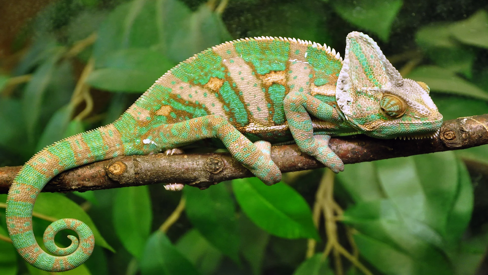 chameleon