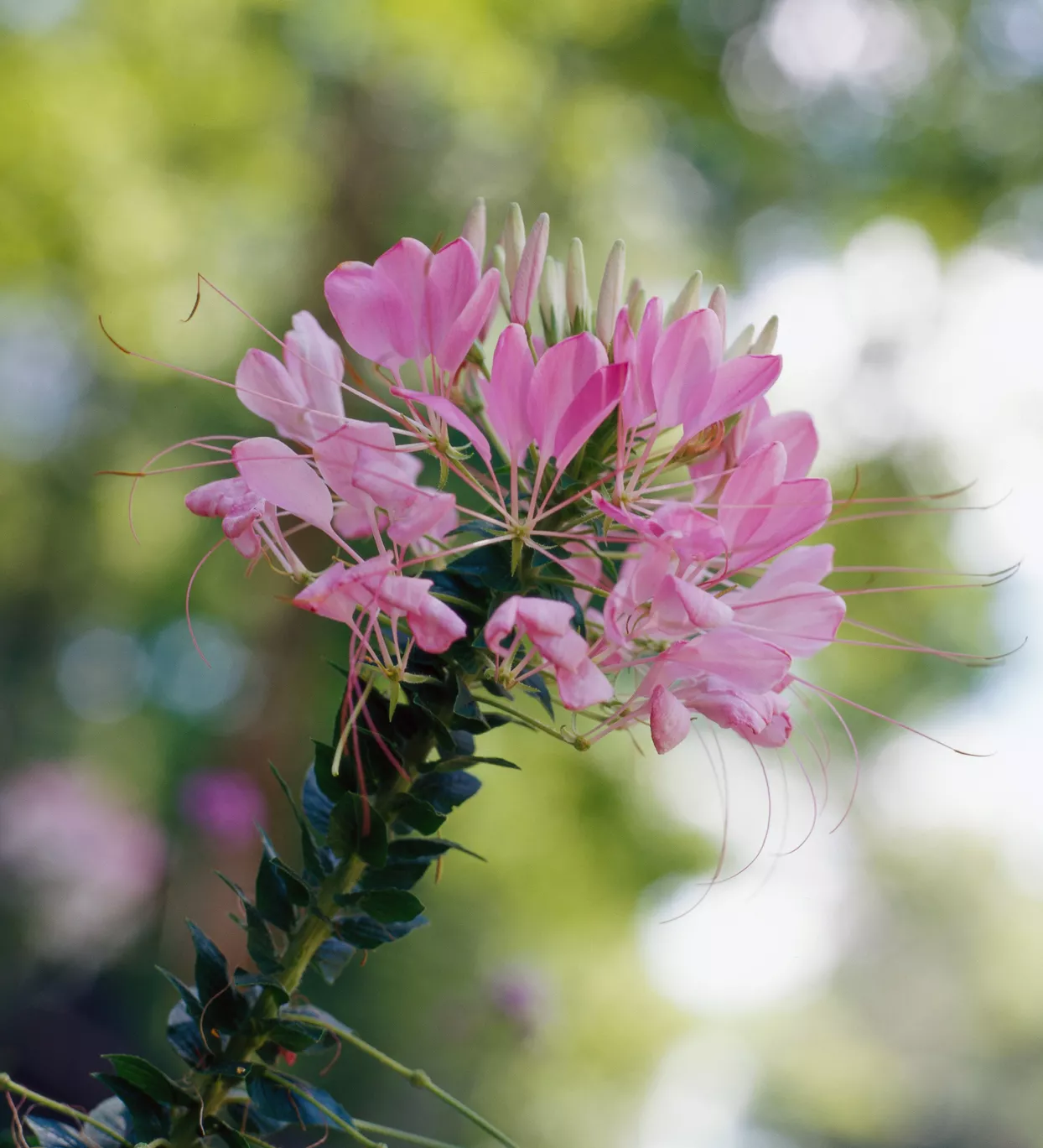 Cleome Spider Flower