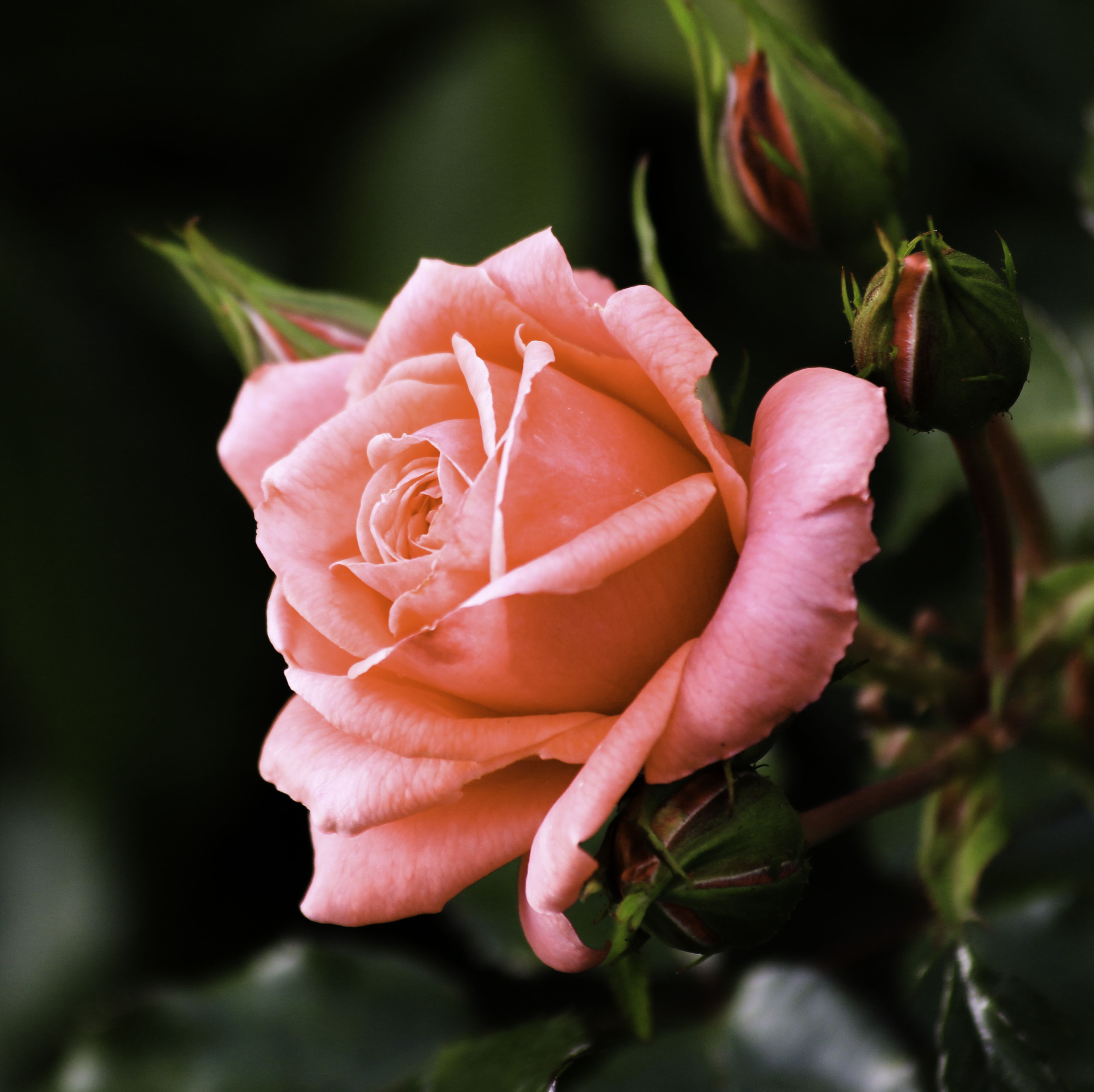 close up of blossoming rose flower