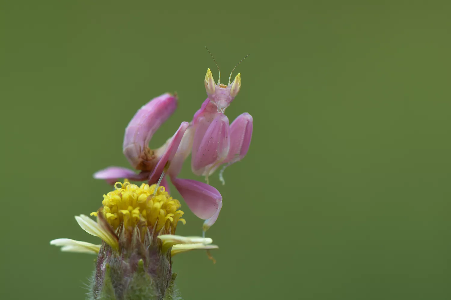 Close-Up Of Orchid Mantis