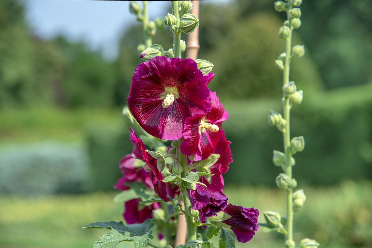 Common hollyhock shrub with thin flower stalks with buds and deep pink flowers