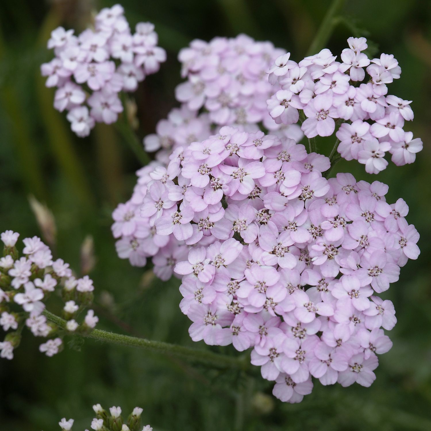 common yarrow