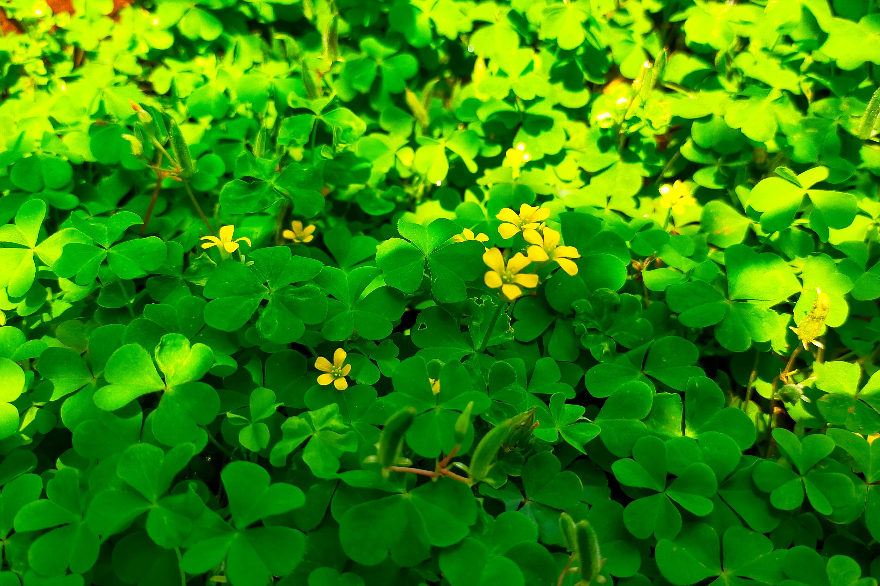 st patricks day four leaf clovers