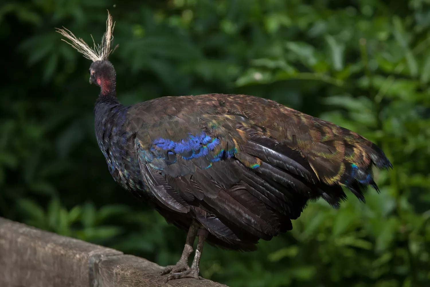 Congo peafowl (Afropavo congensis)