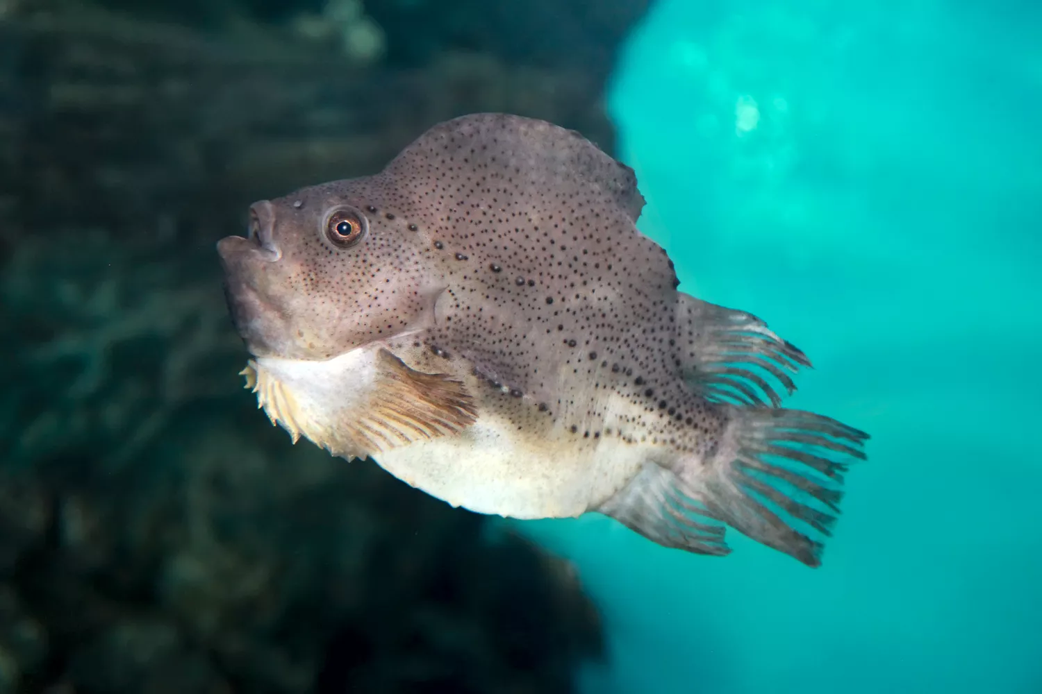 Cyclopterus lumpus, the lumpsucker or lumpfish