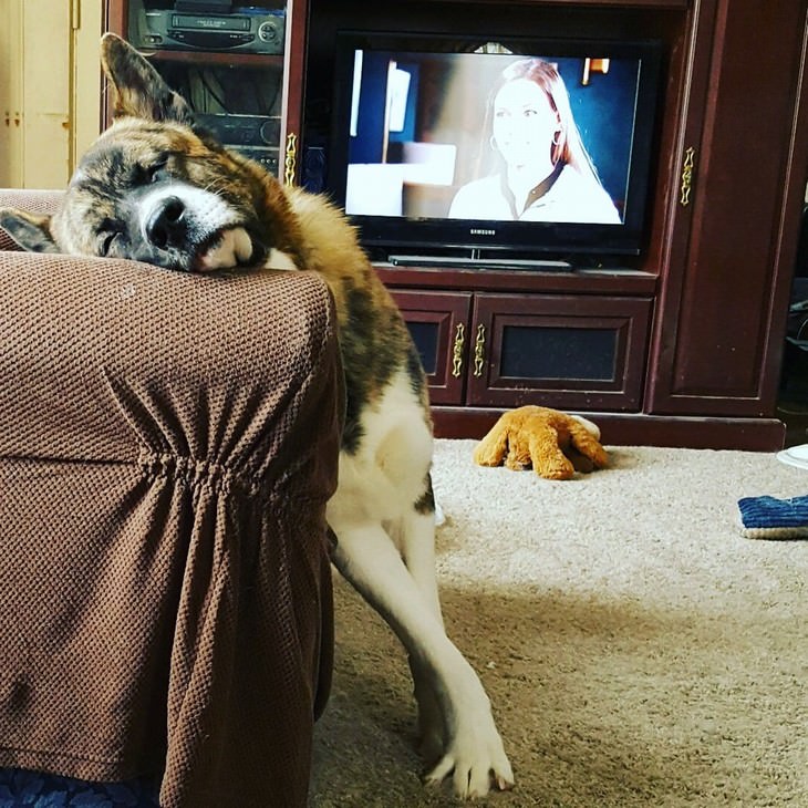 pets sleeping in awkward positions dog sleeping standing