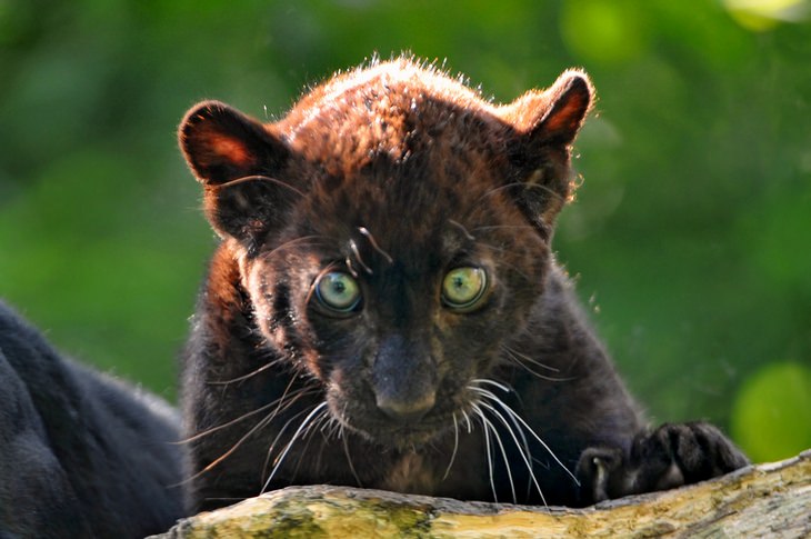 Cubs and kittens: black leopard