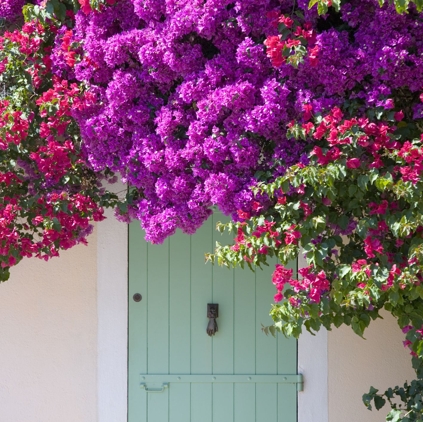 door shaded by bougainvillea, porquerolles, france