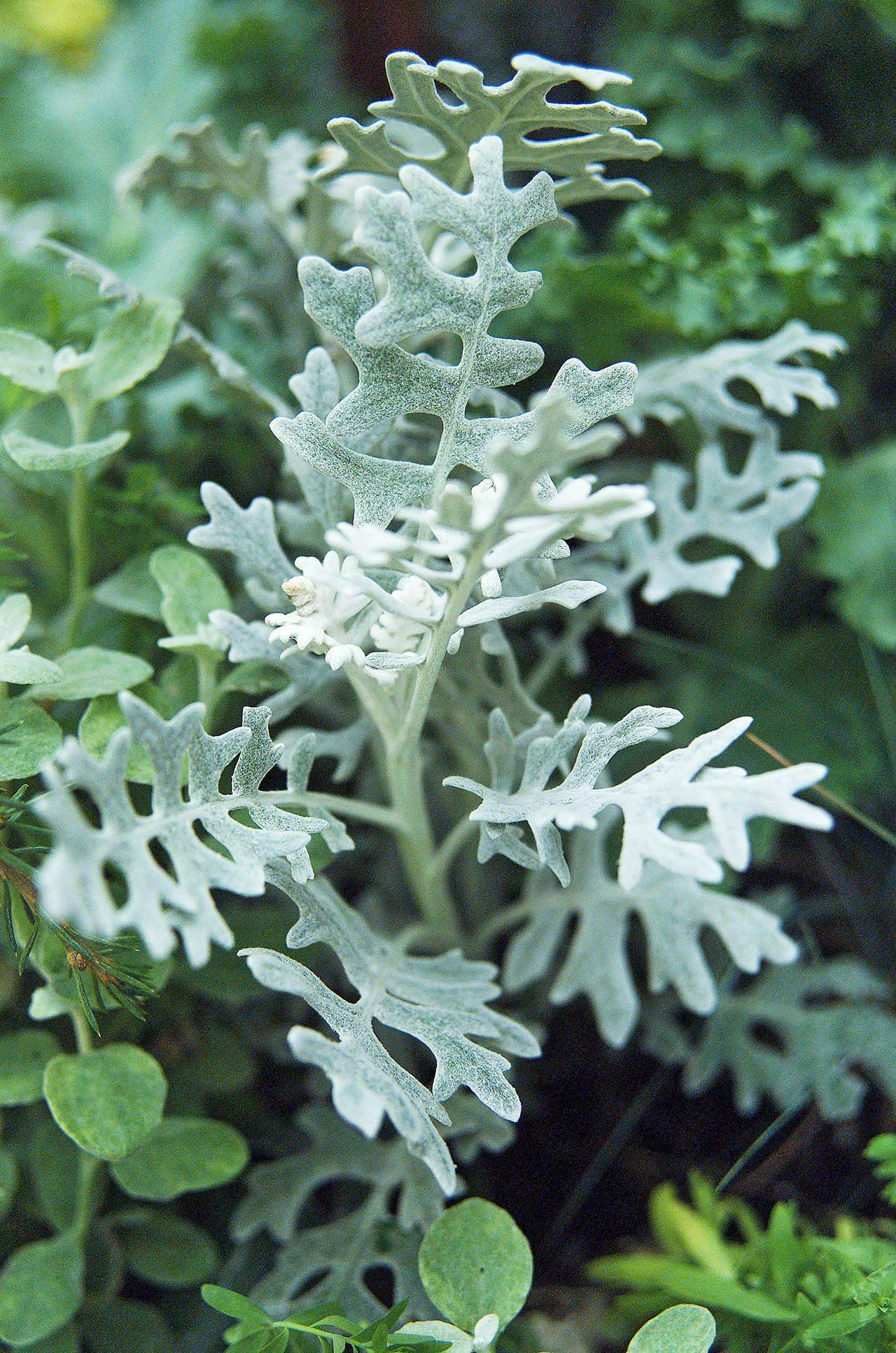 dusty miller silver-leaf plant