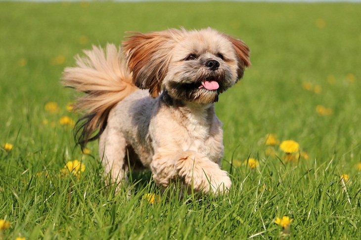 Teddy Bear Dog Breeds, Lhasa Apso