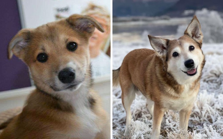 cute puppies before and after grown