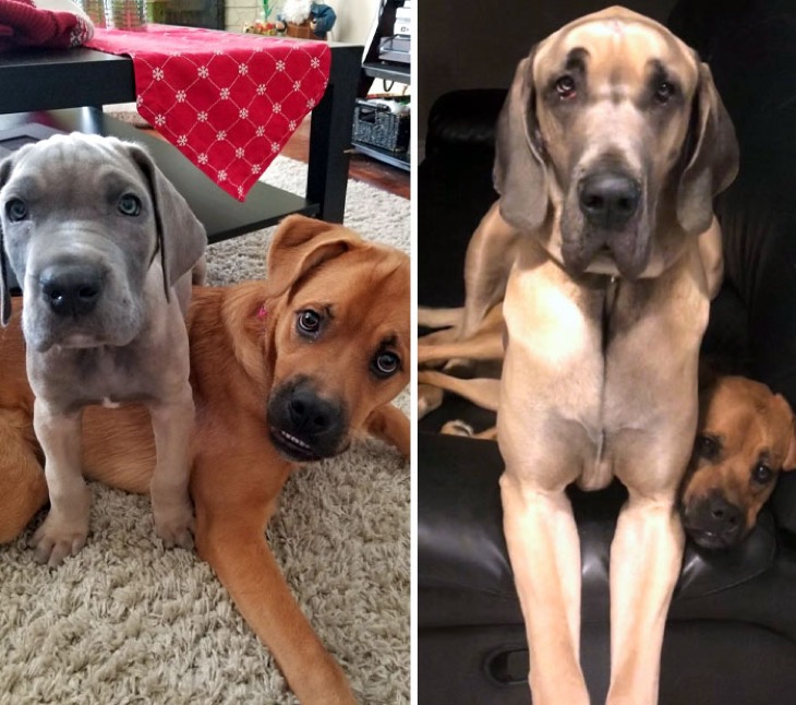 cute puppies before and after grown