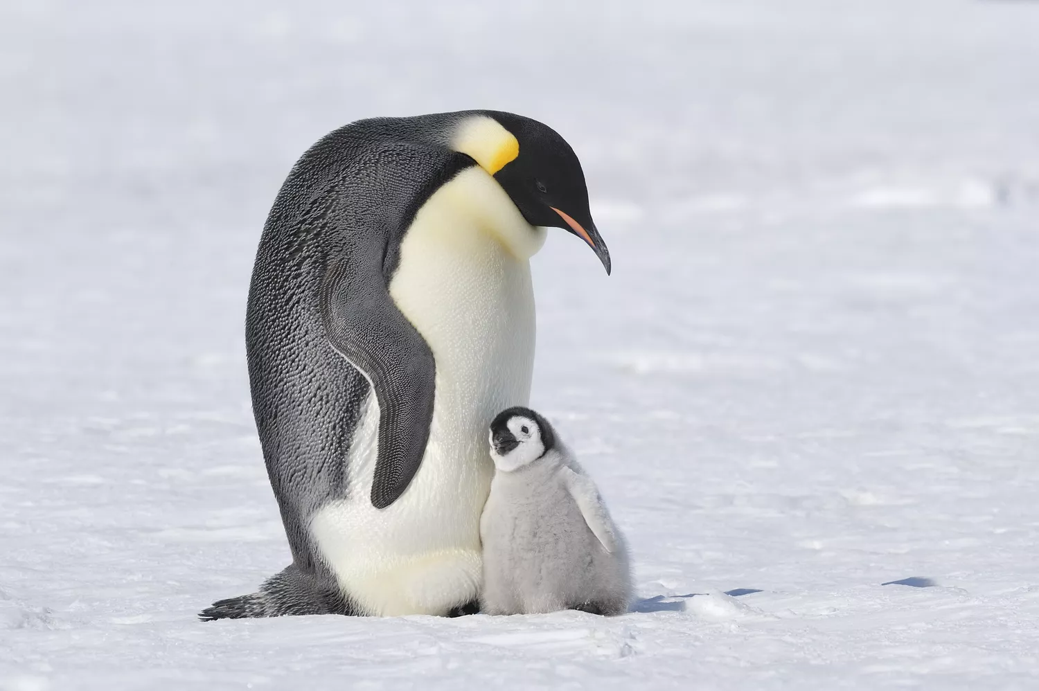 Emperor penguin (Aptenodytes forsteri) standing with its child