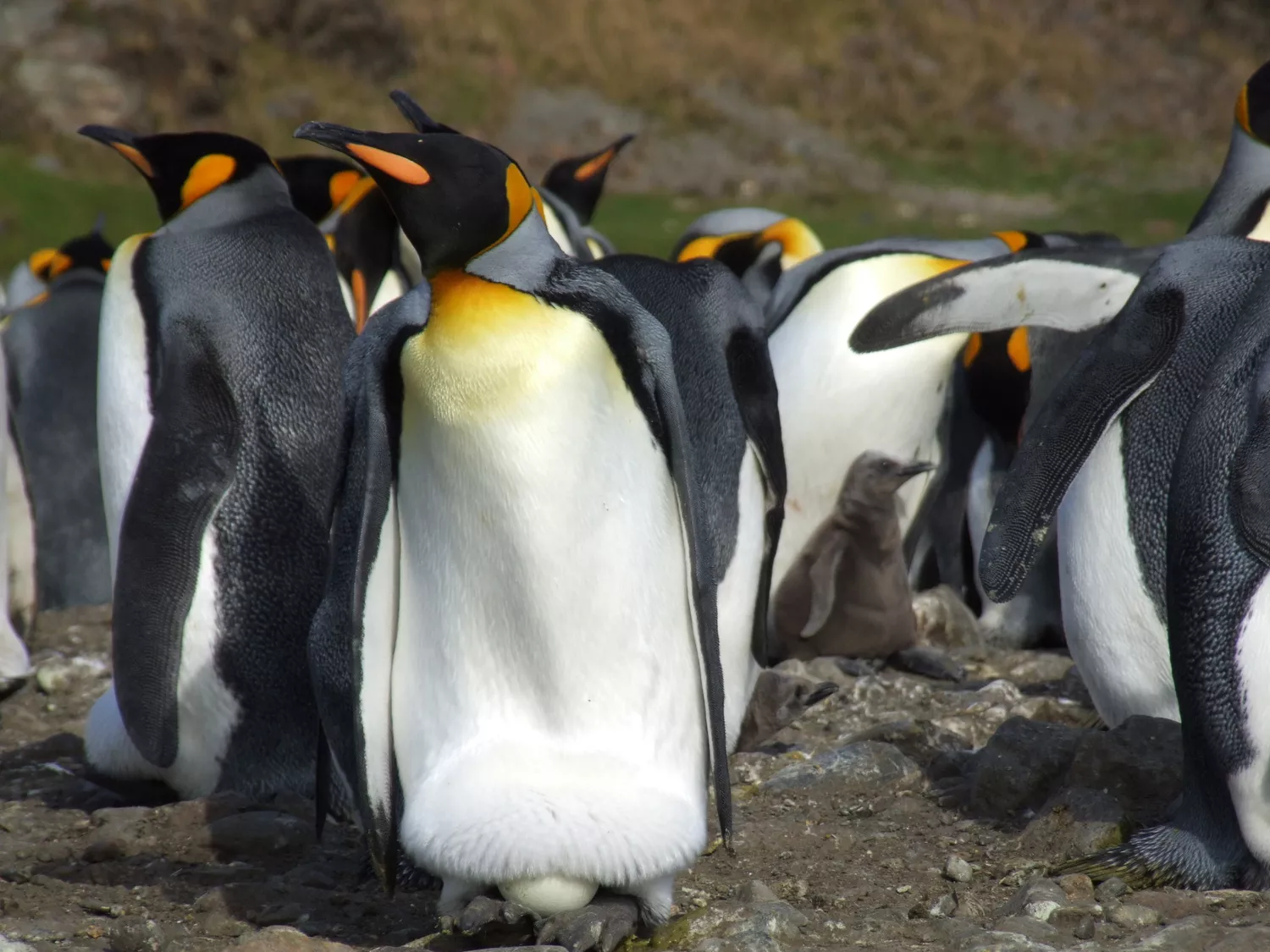 Emperor penguin with egg