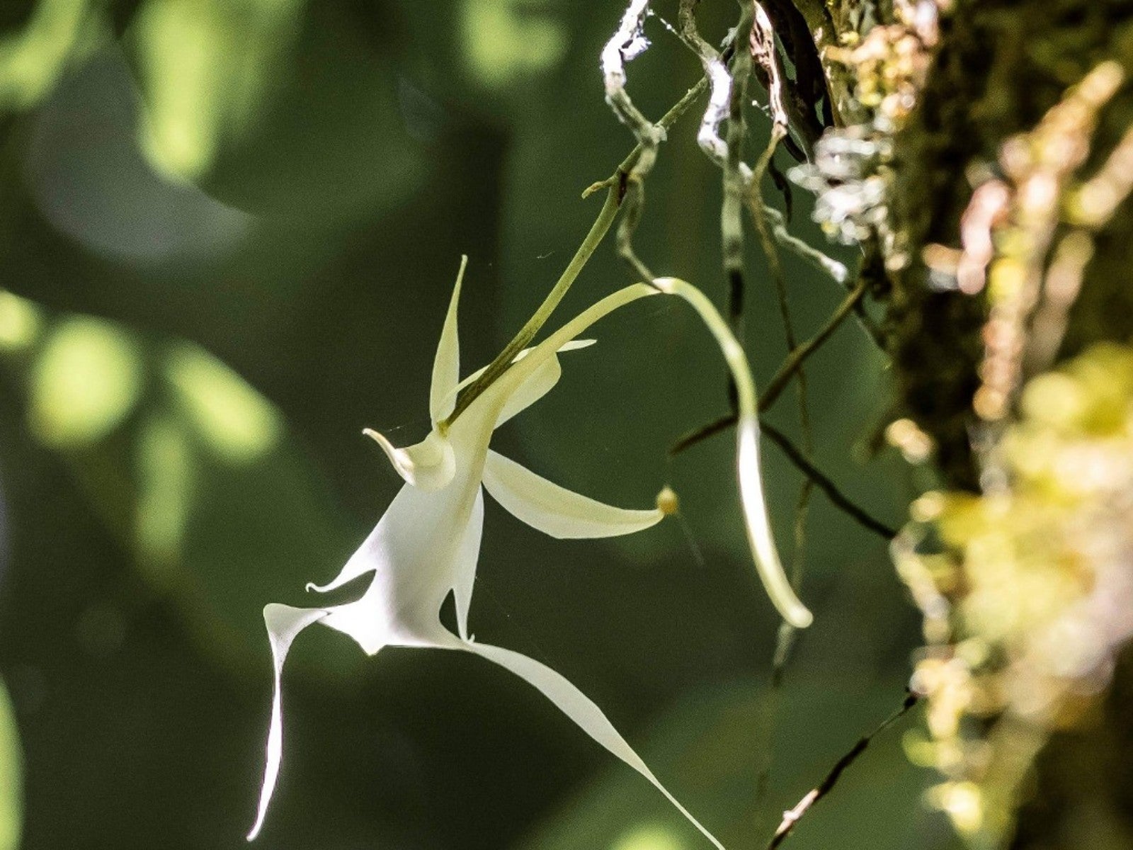 Ghost Orchid